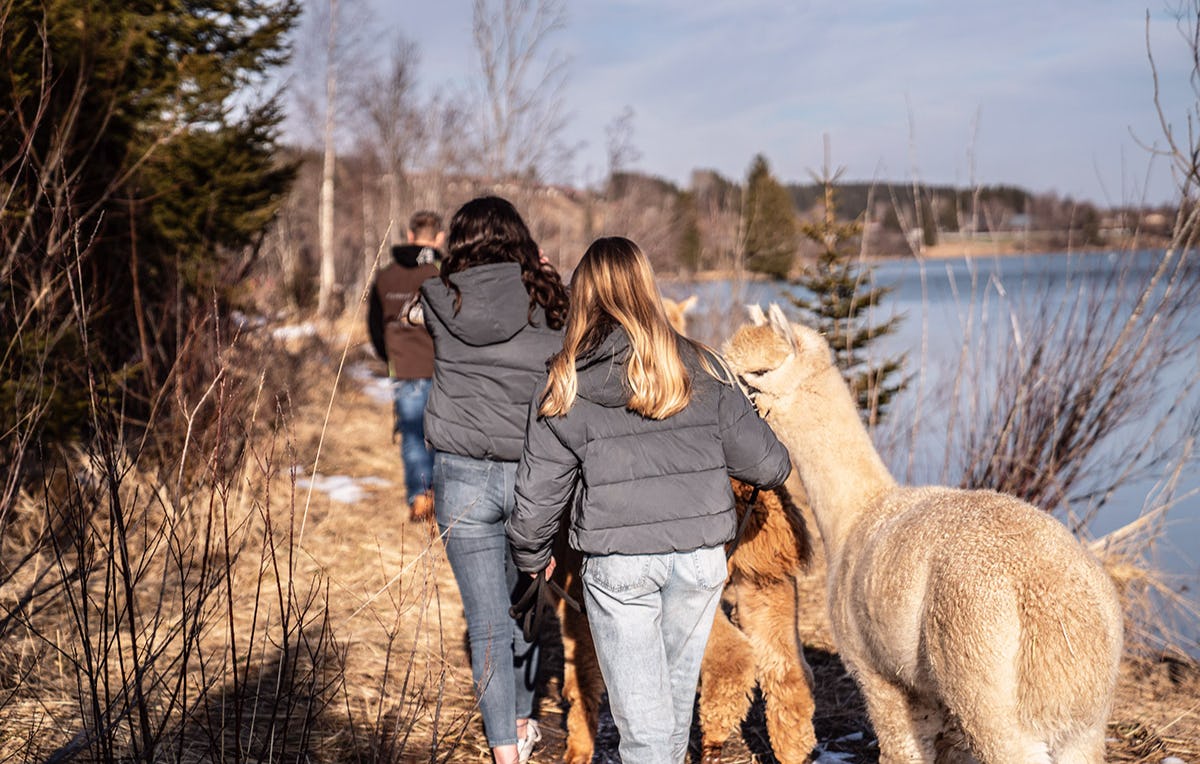 Alpaka Wanderung für 2 Lechbruck am See