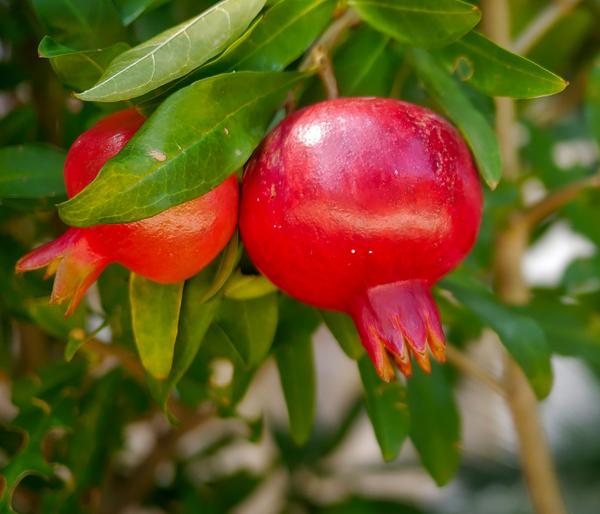 Granatapfel