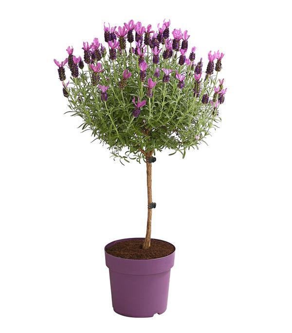 Schopf-Lavendel, Stämmchen
