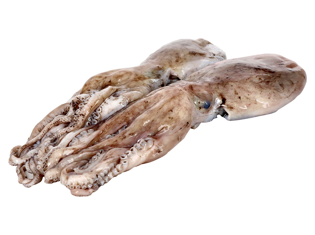 POLVO CABEÇUDO KG