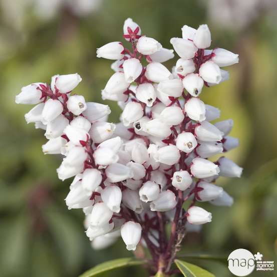 Pieris japonica : hauteur 40 à 50 cm, conteneur de 6 L
