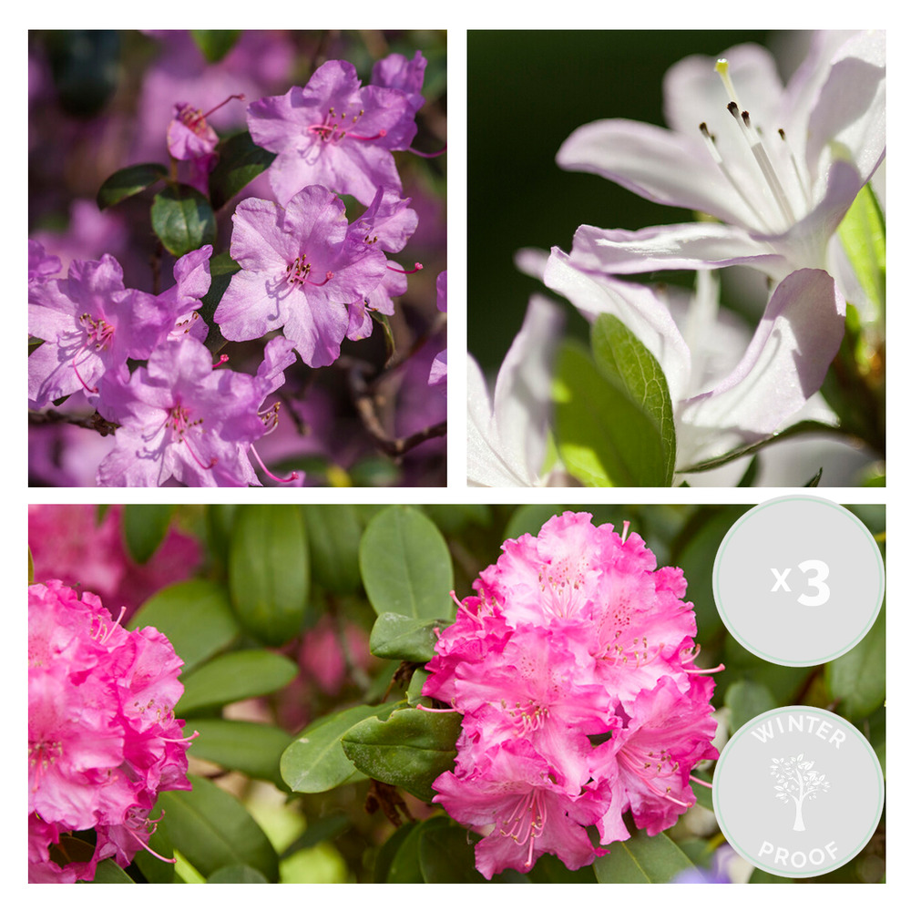 3x rhododendron mix – rhododendron – arbuste – persistant – ⌀09 cm - ↕15-20 cm