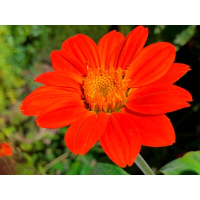 Blumensamen für trockene heiße Plätze