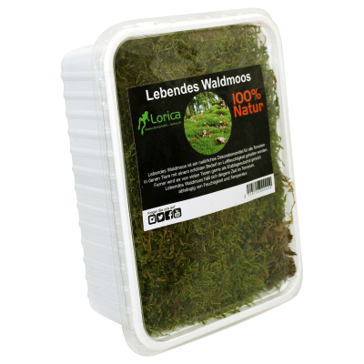 Lorica Lebendes Waldmoos