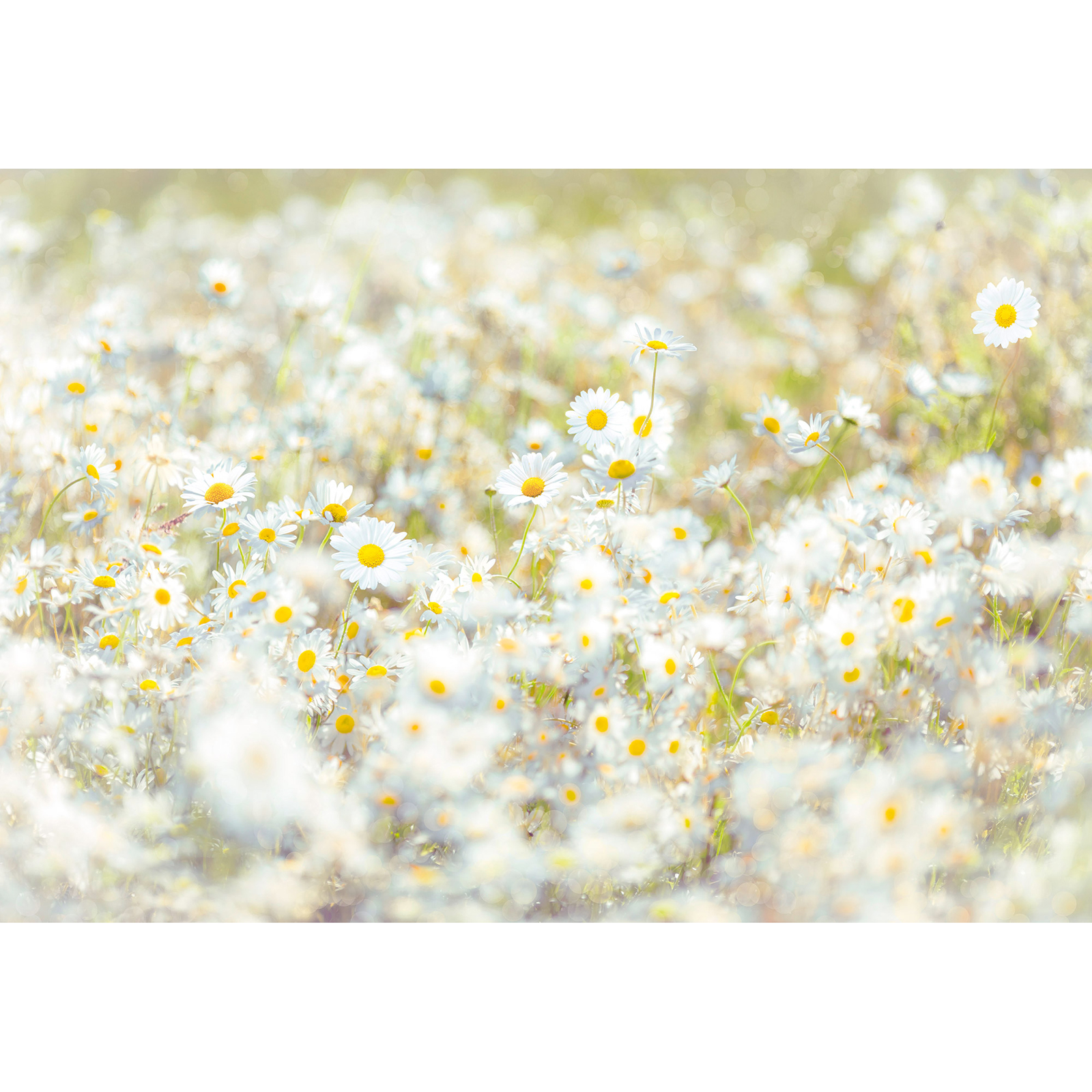 Papier-Fototapete DAISIES - weiß-grün - 3,68 Meter