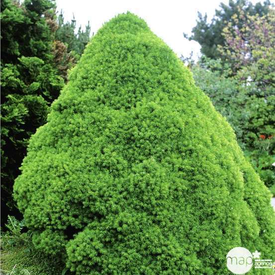 Picea glauca Conica H : 40/50 cm ctr 4L