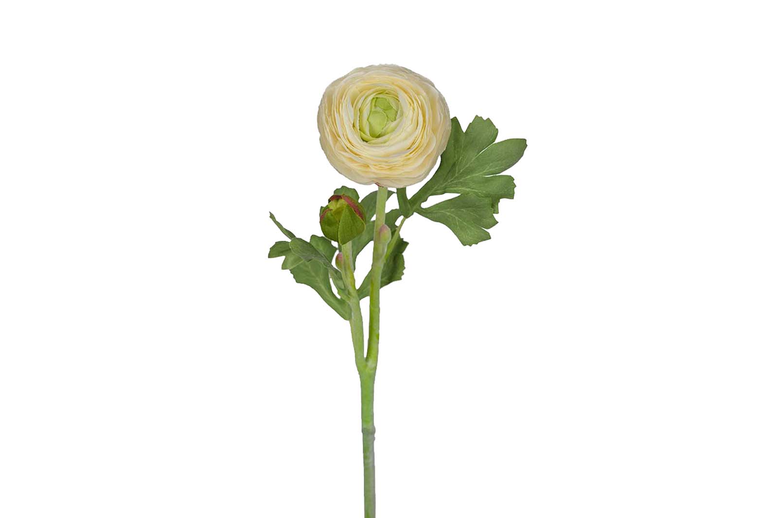 Ranunkel stilkblomst Krem. H50 cm