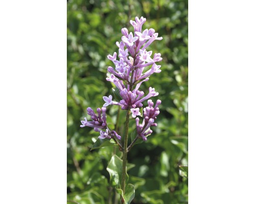 Dwerg geurend lila Syringa meyeri 'Palibin' H 60-80 cm Co 10 L