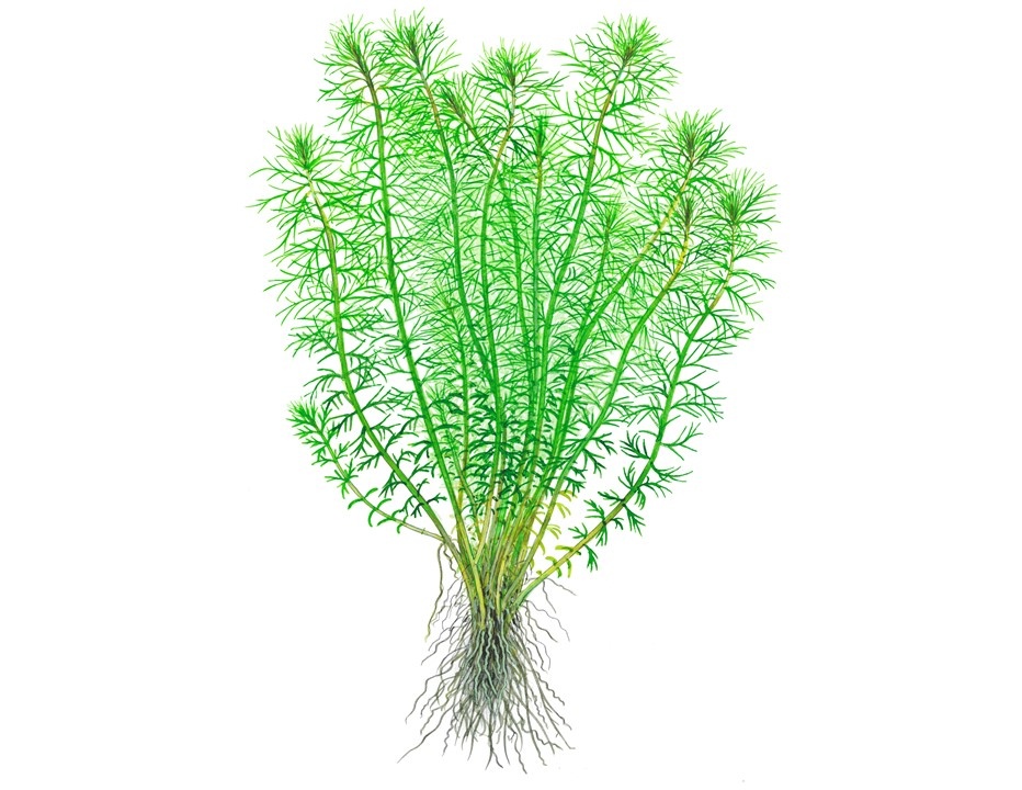 Waterplant Myriophyllum sp. Guyana