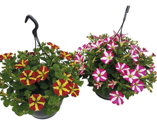 Hangpetunia, tweekleurig, FloraSelf Petunia x hybride, hangmand Ø 23 cm