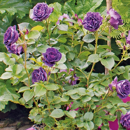 Struikroos (Rosa 'Minerva') D 23 H 35 cm