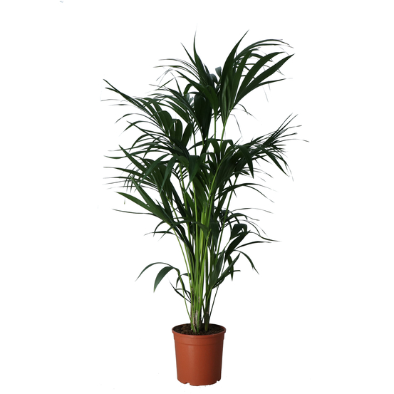Kentia H120cm - Pot D 21cm