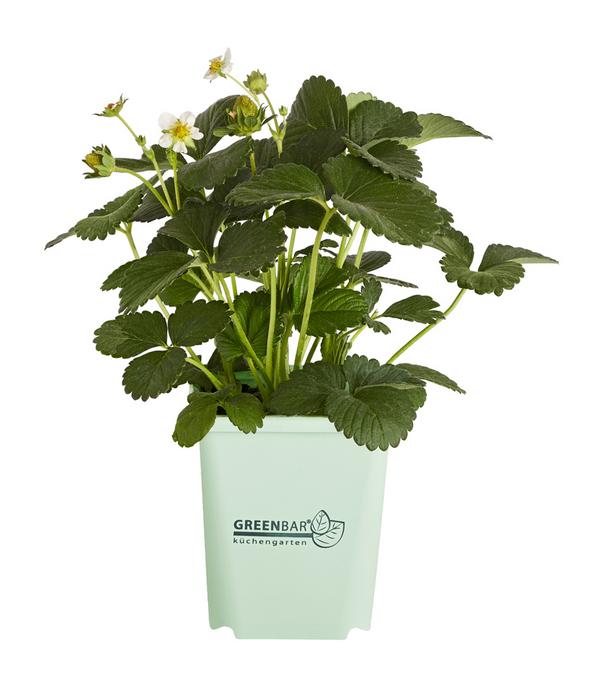 GREENBAR® Erdbeere 'Delizz'