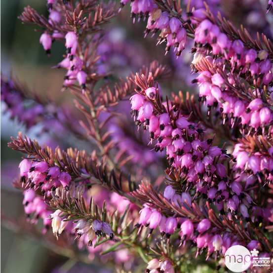 Erica darleyensis, coloris variables - pot 5L