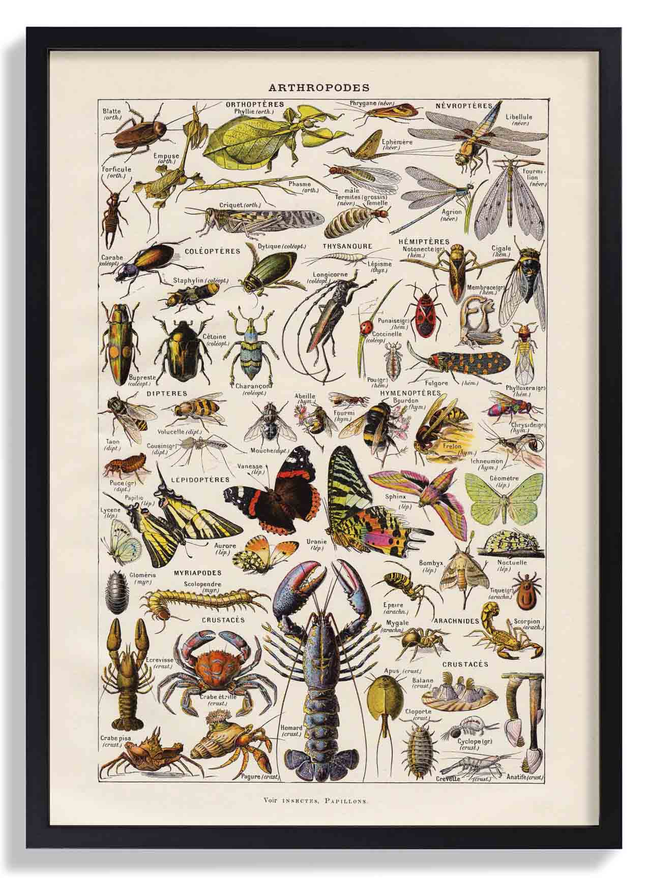 Arthropoden Larousse