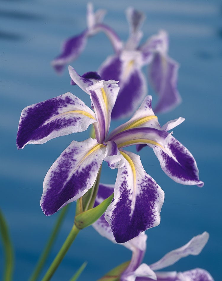 Water Iris (Iris laevigata 'Mottled beauty') D 9 H 20 cm