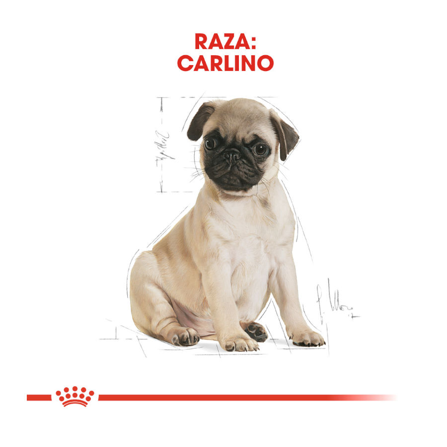 Ração Royal Canin Puppy Pug para cães