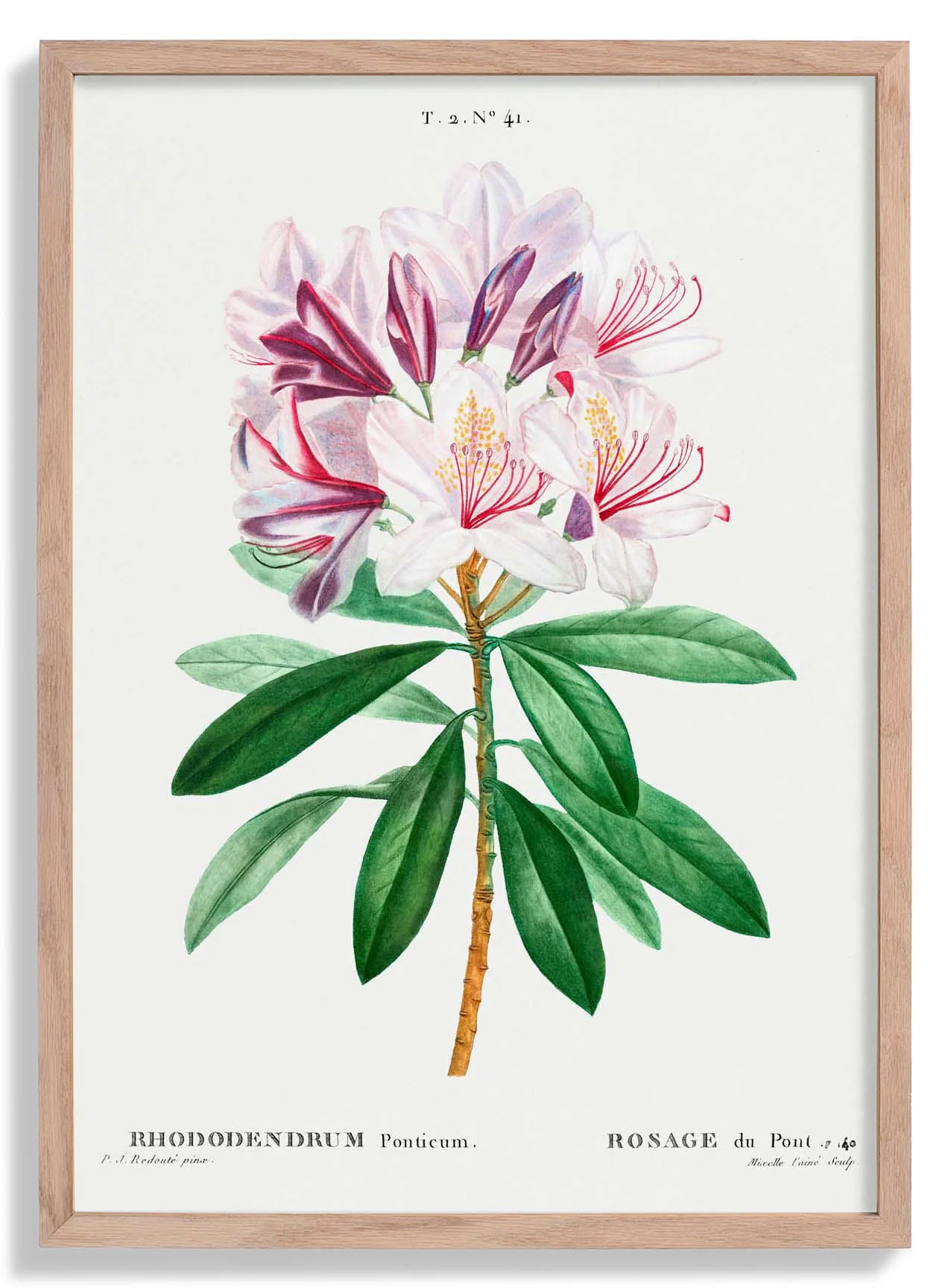 Rhododendron Blume