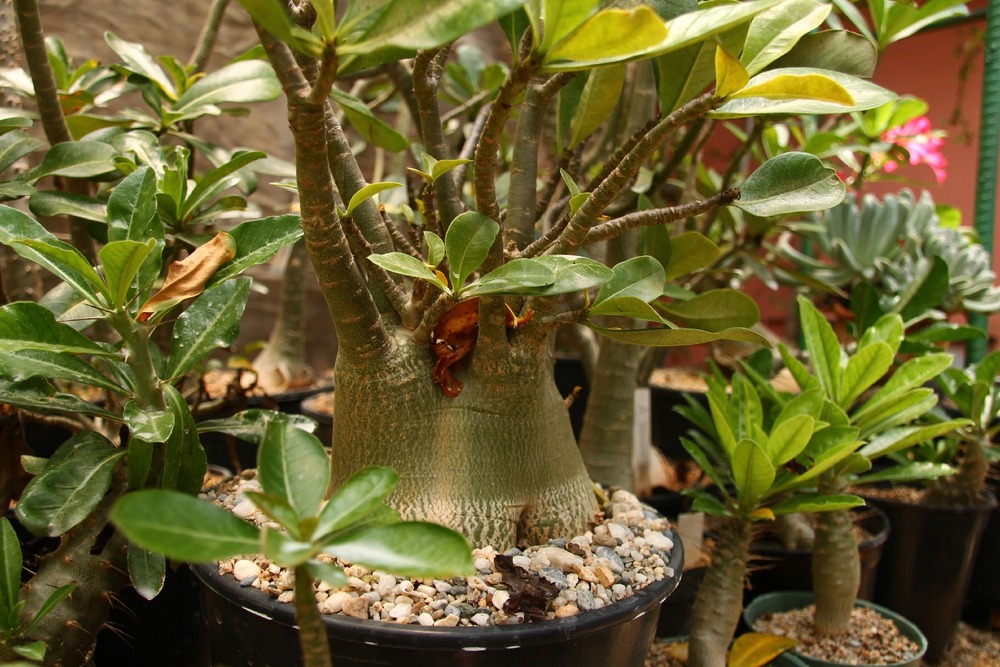 Jardin dans le sac - rose du désert - 8 graines - adenium obesum