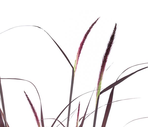 Rotes Lampenputzergras 'Summer Samba'