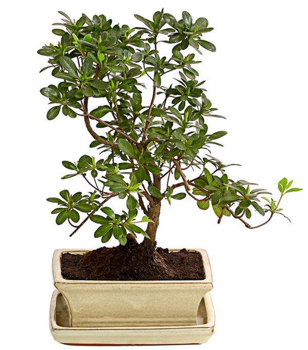 Outdoor-Bonsai Japanische Azalee - Azalee