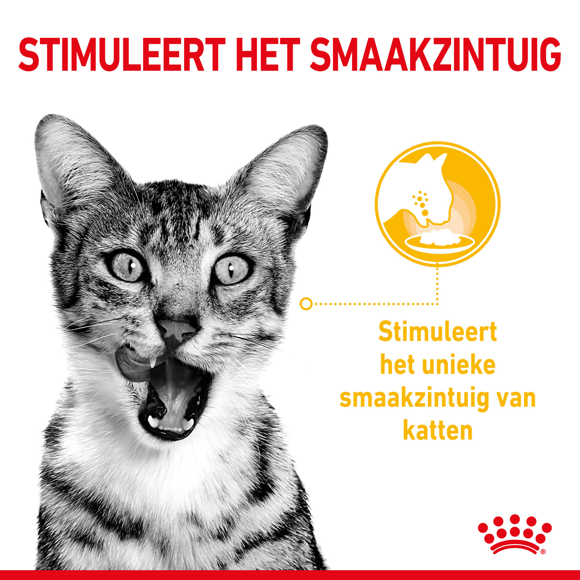 Royal Canin FHN Sensory Taste in Gravy