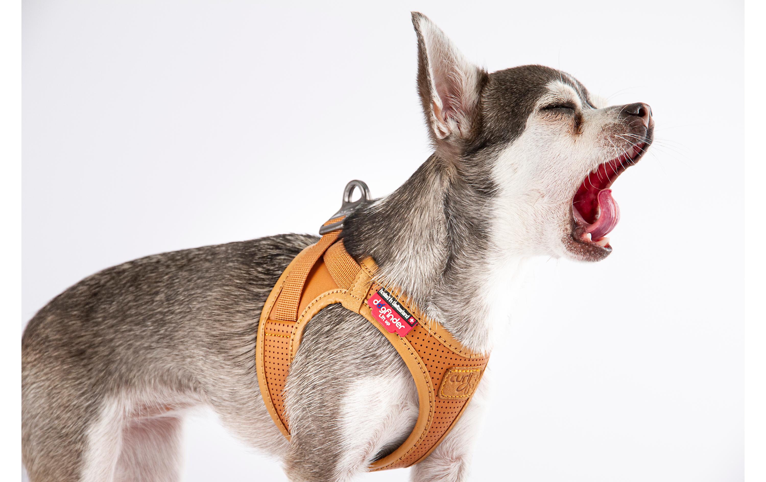 Geschirr Apfelleder, 2XS, BraunHundegeschirr