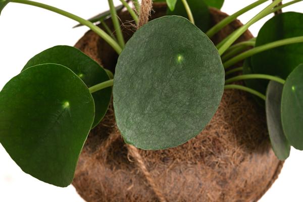 Kokodama-Ampel Glückstaler - Pilea