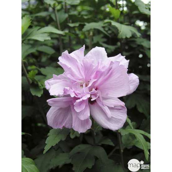 Hibiscus syriacus : ctr 15 litres