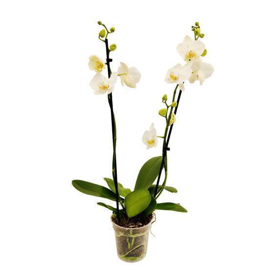 Orchidée Phalaenopsis 2 tiges - Pot Ø 12 cm