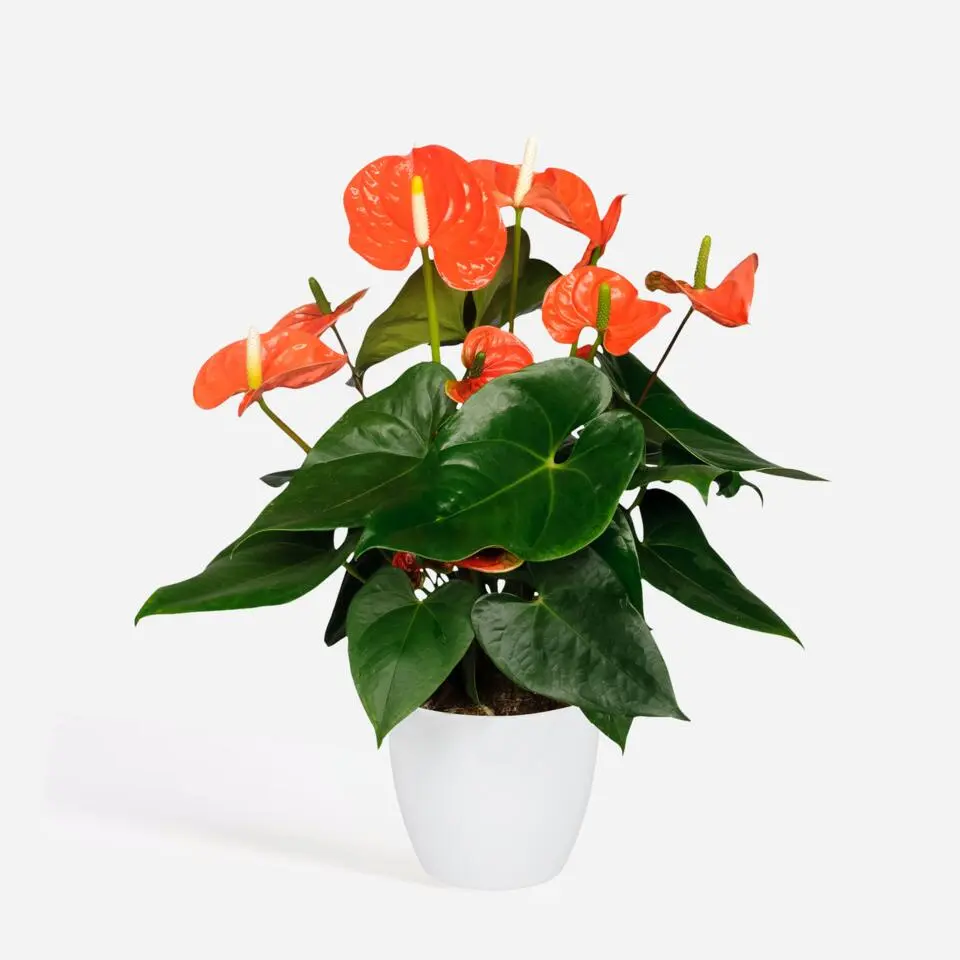 Flamingoplant - Anthurium 'Madural Orange' - Hoogte 55-70cm - ø17cm