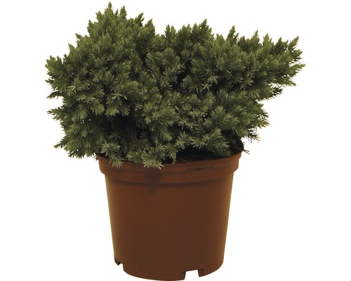 Tapijt Juniper FloraSelf Juniperus squamata 'Blue Star' H 20-25 cm Co 3 L