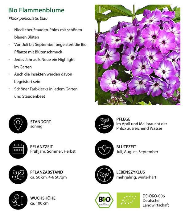 Bio Stauden-Phlox, blau