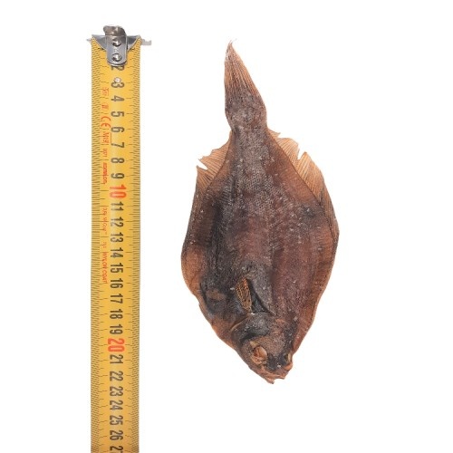 Peixe Dognia Solha para Cães