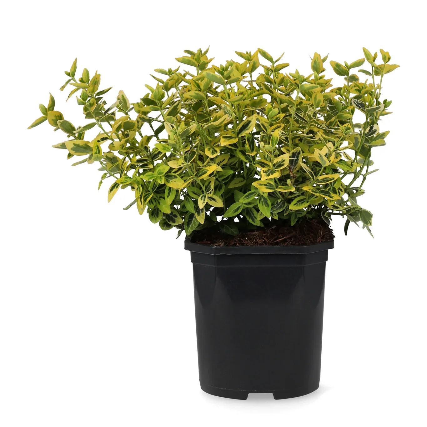 Euonymus fortunei var radicans 'Emerald 'n' Gold' Beinved 'Emerald 'n' Gold' Høyde 25-30 cm