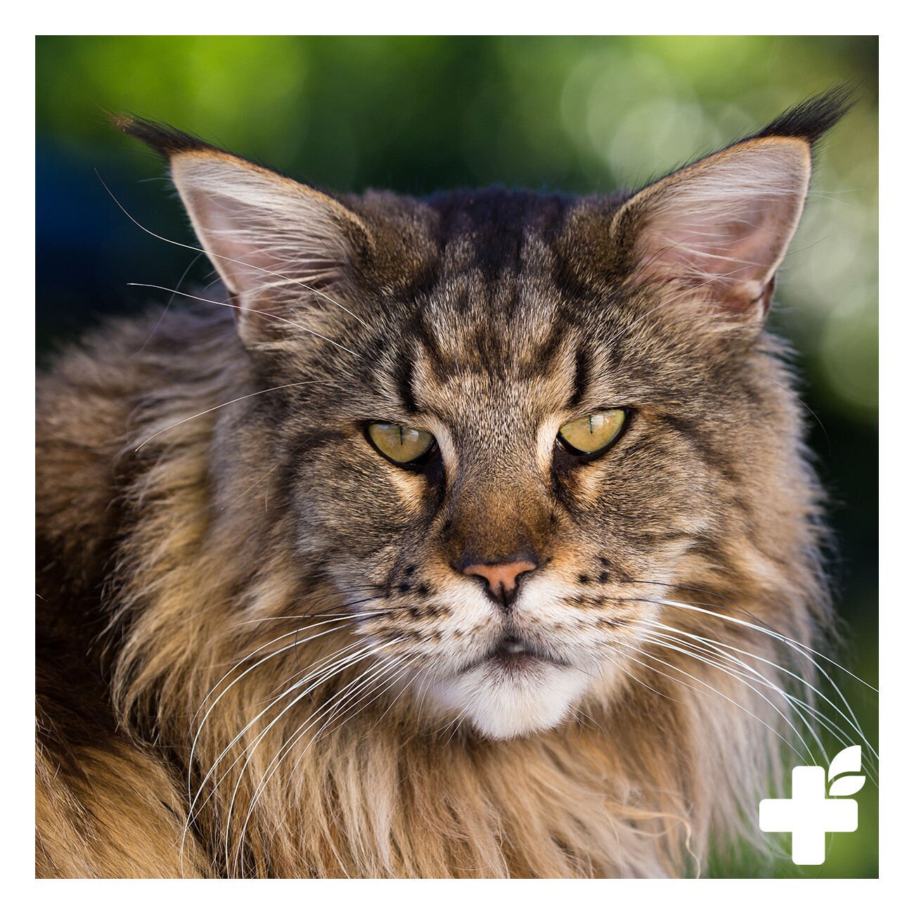 REAVET Maine Coon Complex 60g