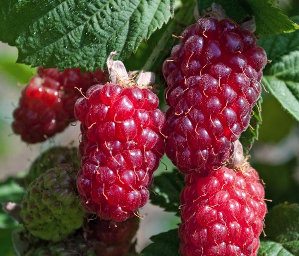 Bio Him-Brombeere 'Tayberry'