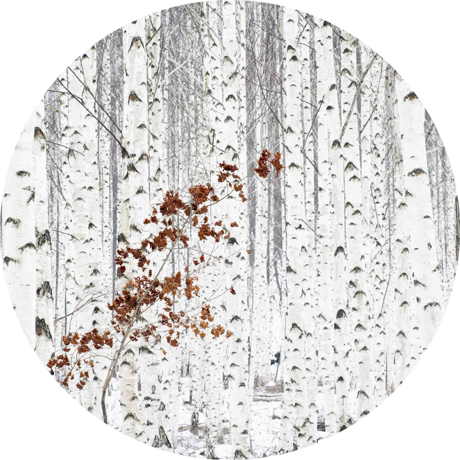 Fototapete DESIGNWALLS 2.0 - weiß-grau - Birkenwald - 1,4 Meter