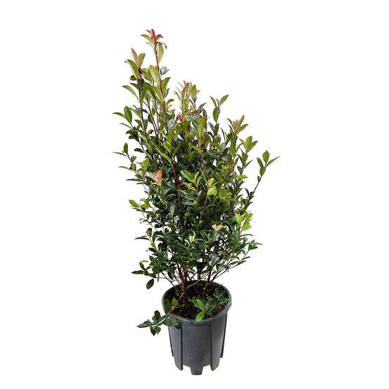 Photinia 'Carré Rouge'- pot 18L