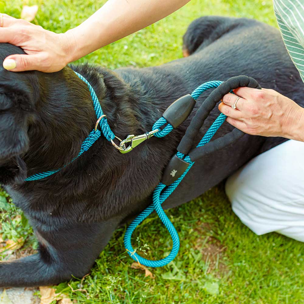 Laisse pour chiens sport extreme g8/120, longe en nylon robuste, poignée rembourrée confortable, azur-bleu