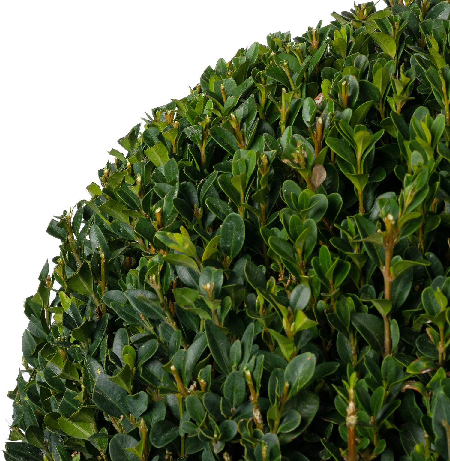 Buxus (Buxus sempervirens) D 30 H 30 cm