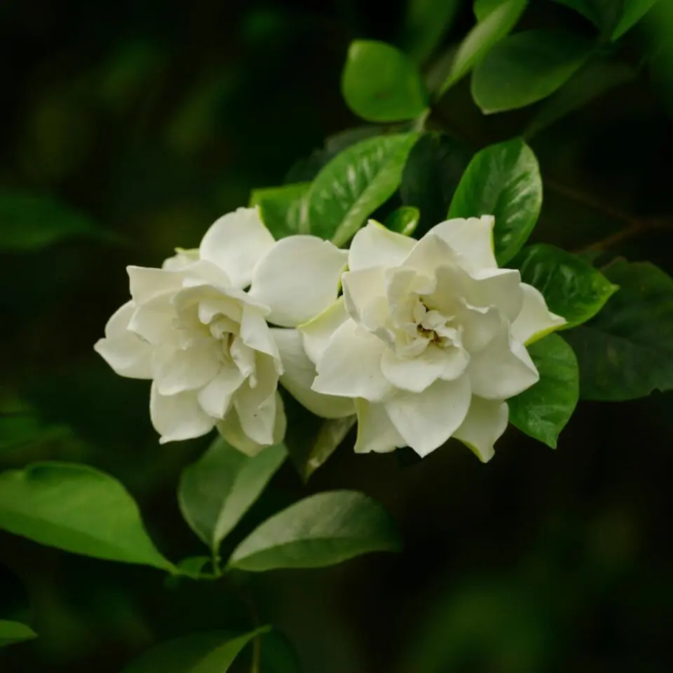 Kaapse jasmijn - Set van 2 - Gardenia jasminoides - Hoogte 20-30cm - ⌀13cm
