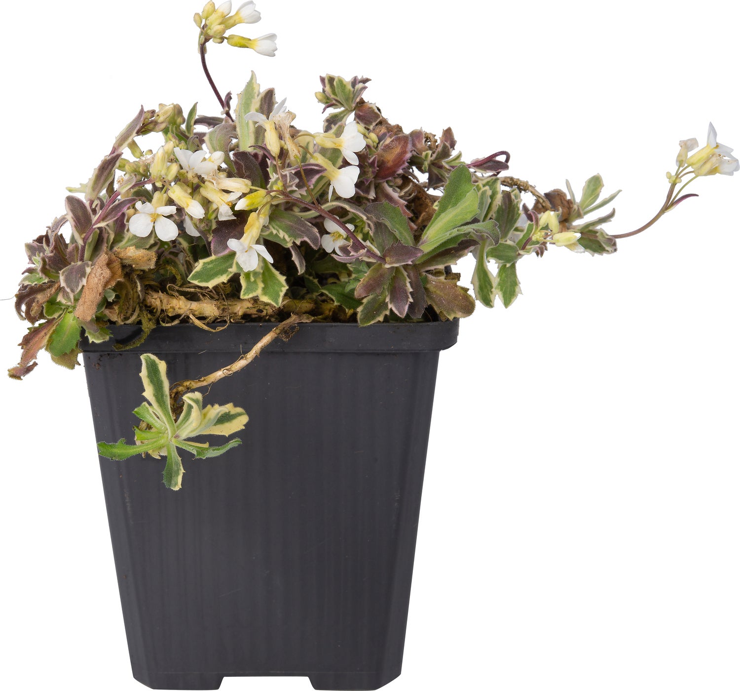 Randjesbloem (Arabis ferdinandi-coburgii 'Variegata') D 9 H 10 cm