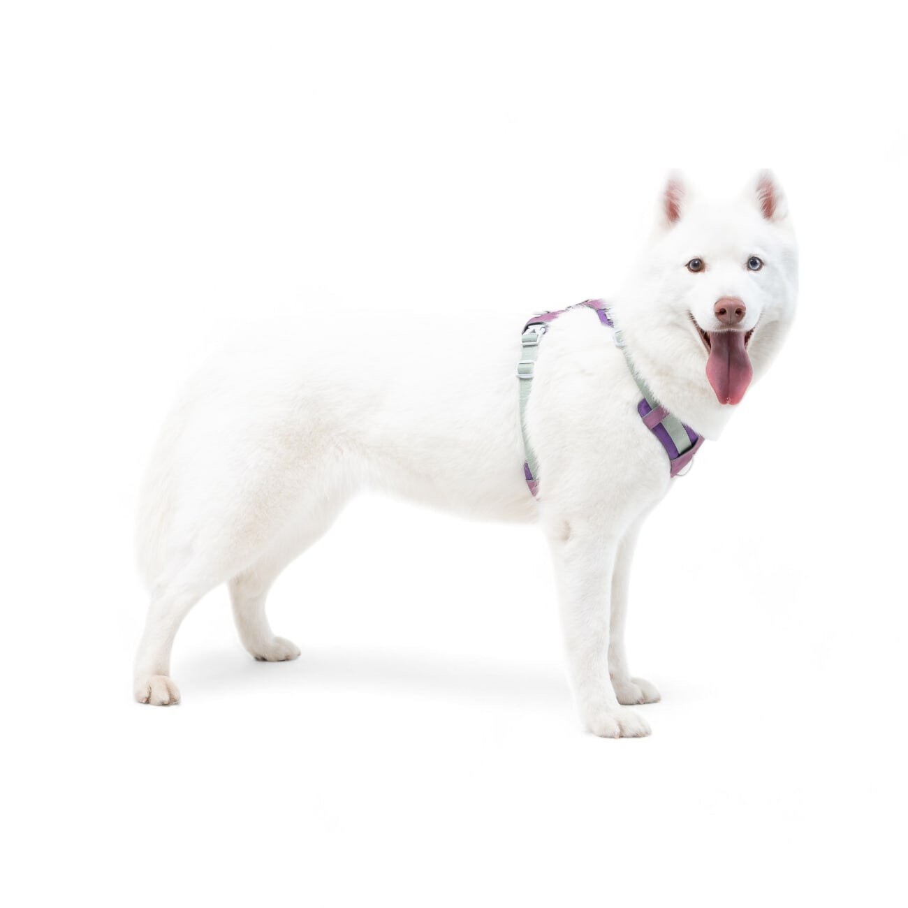 Woolly Wolf Geschirr Alpha 360 Mauve Mix XS