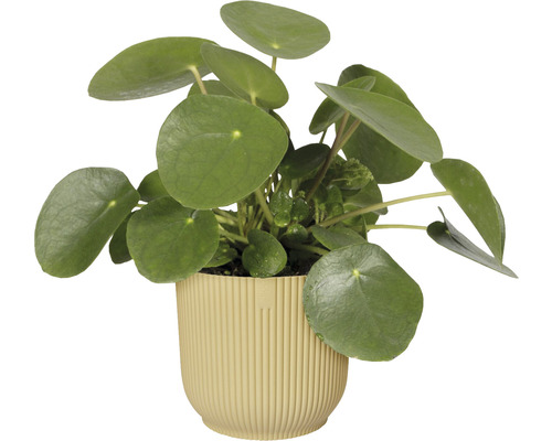 Elho Vibes opvouwbare plantenbak, kunststof, Ø 14,1 cm, H 12,9 cm, botergeel