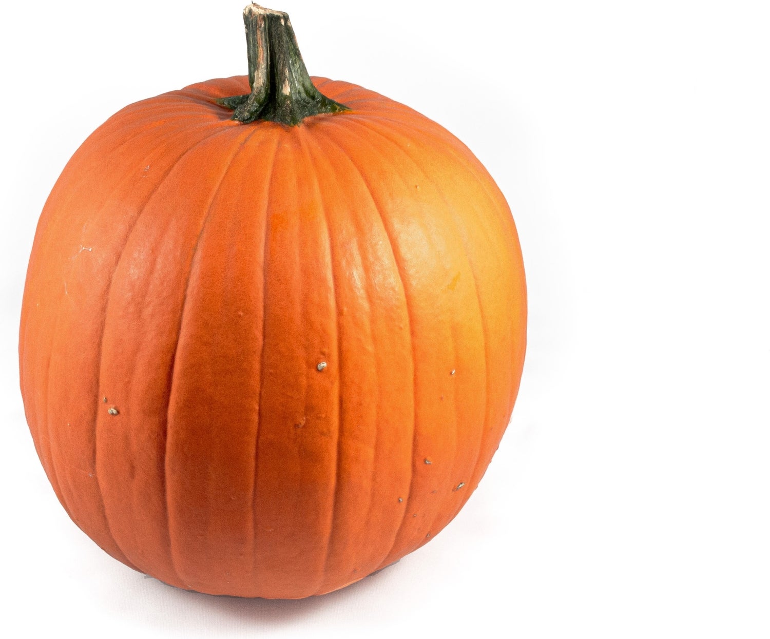 Sierkalebas (Cucurbita 'Oranje Halloween') D 30 cm