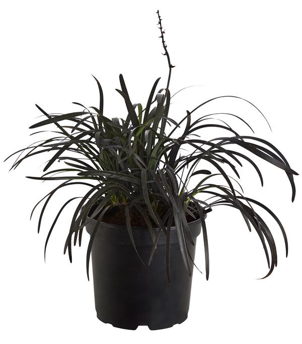 Schwarzer Schlangenbart 'Niger'