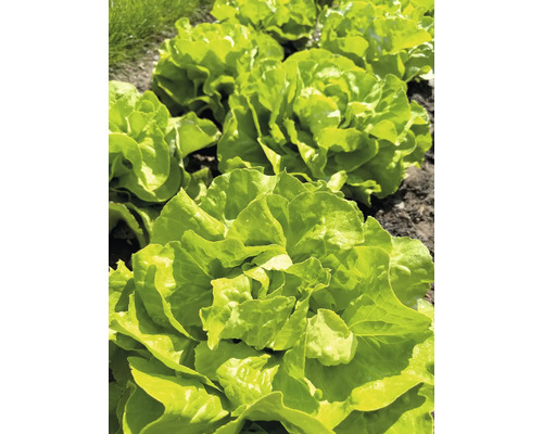 Groene sla 'Tizian' FloraSelf Lactuca sativa 6-pack