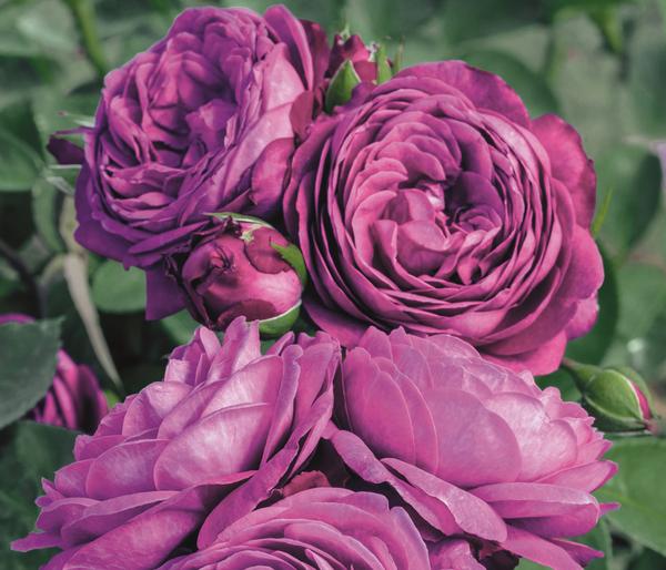 Edelrosen, verschiedene Sorten