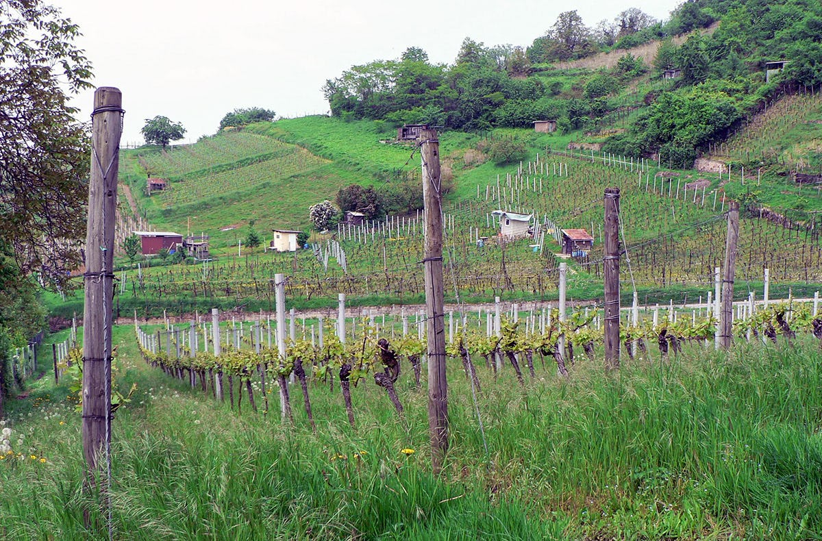 Weißweinwanderung Schriesheim